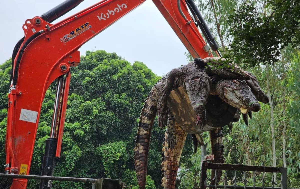 El criadero, que alberga más de 700 cocodrilos en total y opera hace 17 años, tomó la decisión por razones de “seguridad pública”.