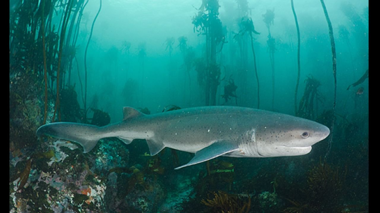 Como depredador tope, el tiburón gatopardo desempeña un papel crucial en la regulación de las poblaciones de otras especies marinas.