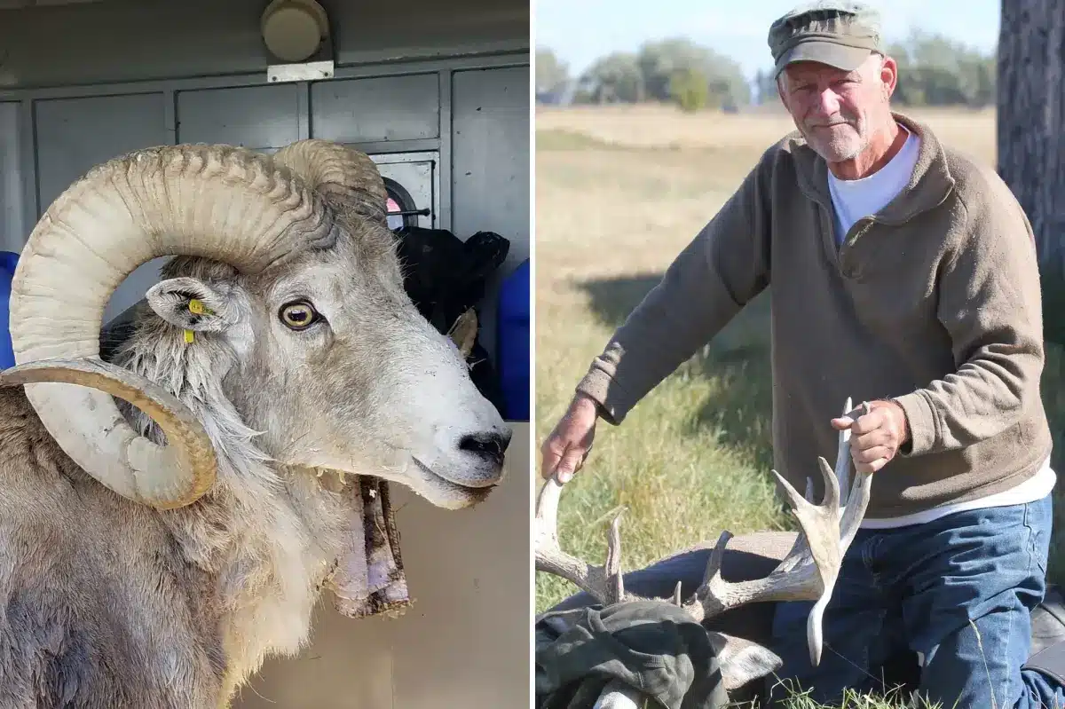 El animal clonado fue confiscado por las autoridades y las ovejas híbridas con ADN de Marco Polo serán sacrificadas.