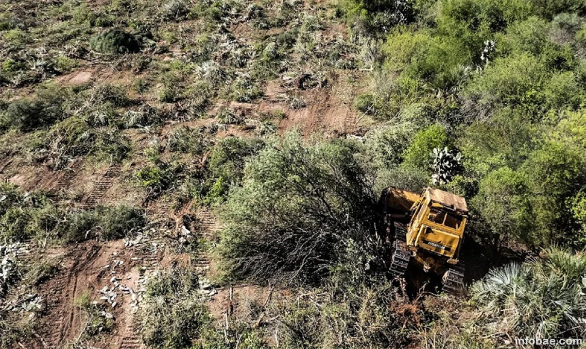 Autorizarían la deforestación de 12.000 hectáreas de bosque nativo en Salta.