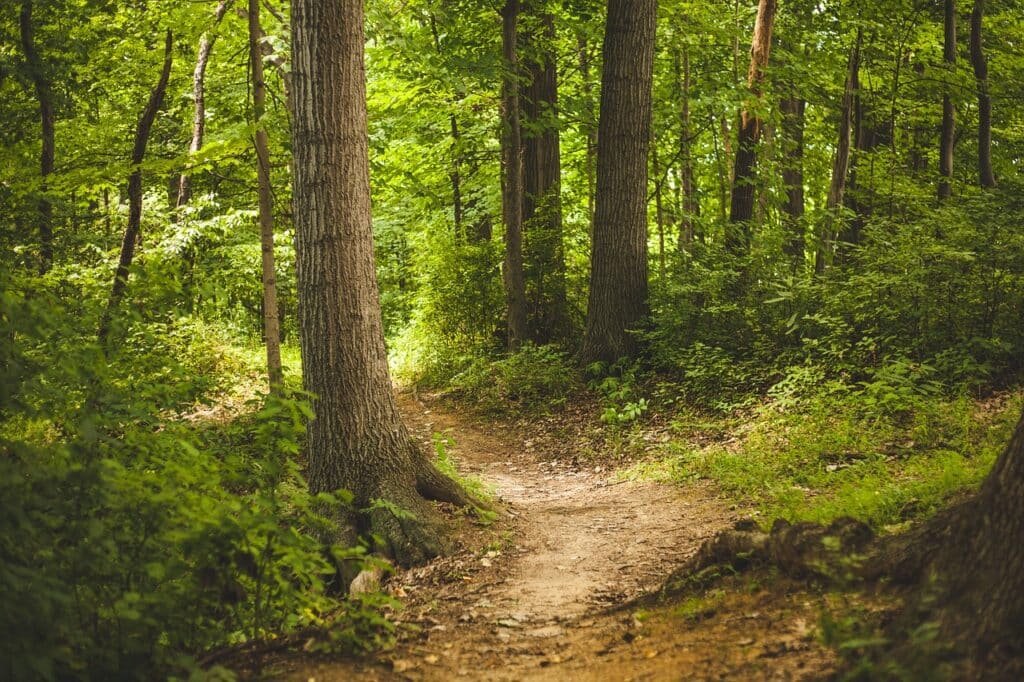 Decreto 888/2024: el Gobierno elimina el fondo fiduciario para la protección de bosques nativos 