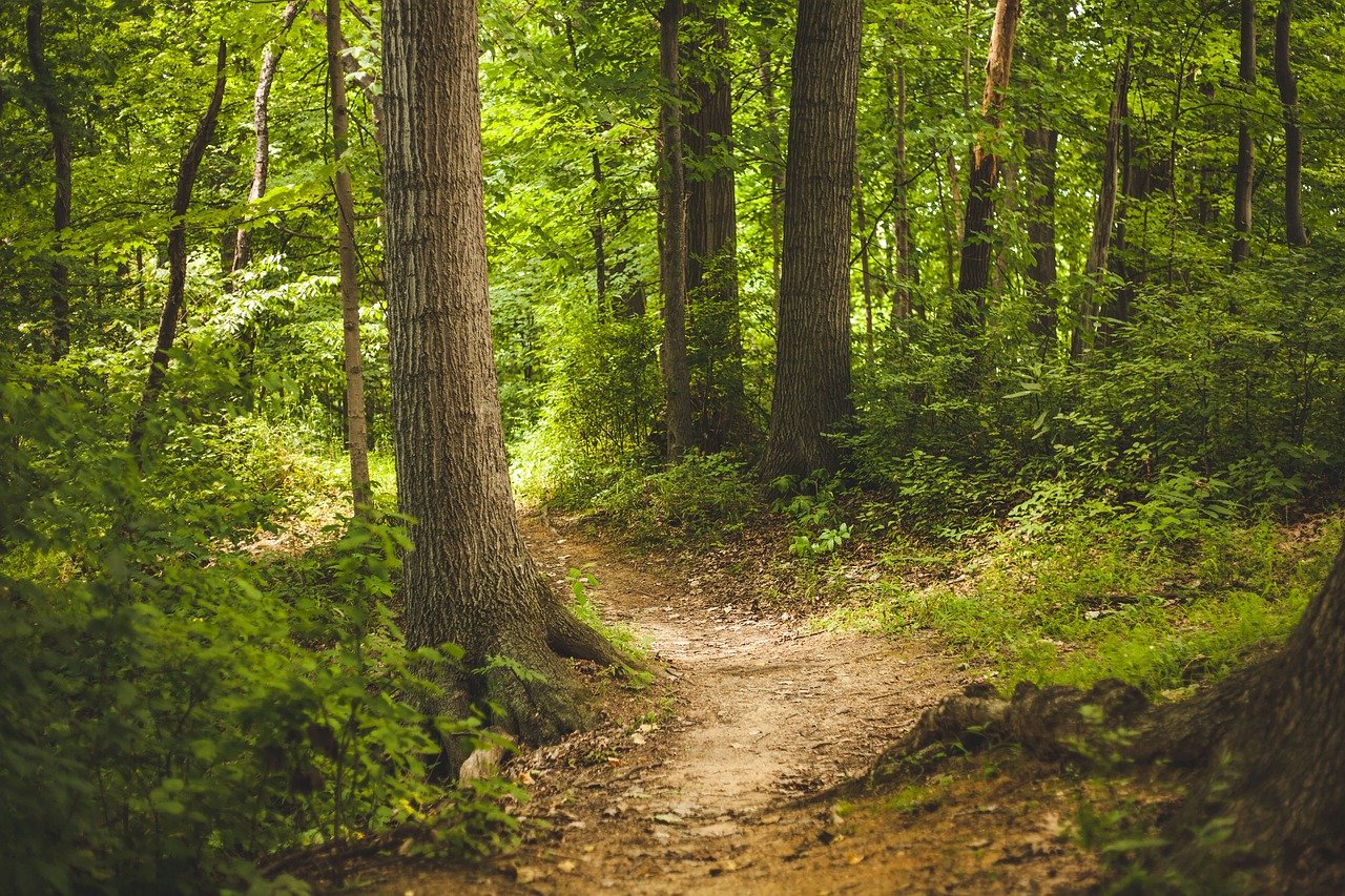 La eliminación del Fondo para la Protección Ambiental de Bosques Nativos a través del decreto 888/2024 ha generado una profunda preocupación en el sector ambiental.