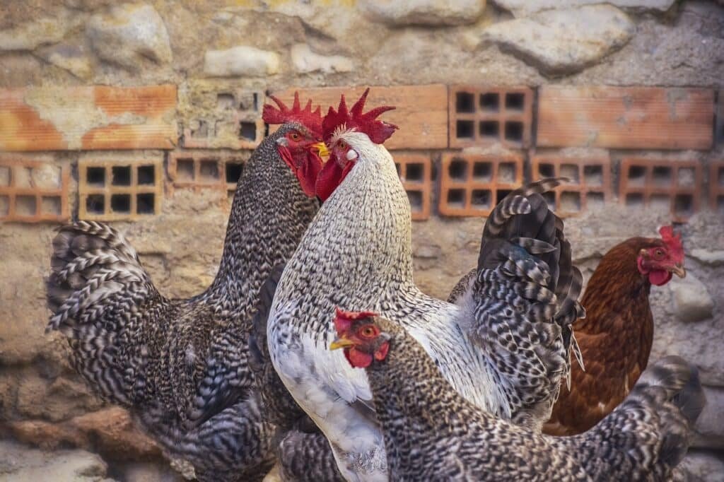 ¿Chau gripe aviar? Así es como manipulan genéticamente cerdos y gallinas para evitar enfermedades