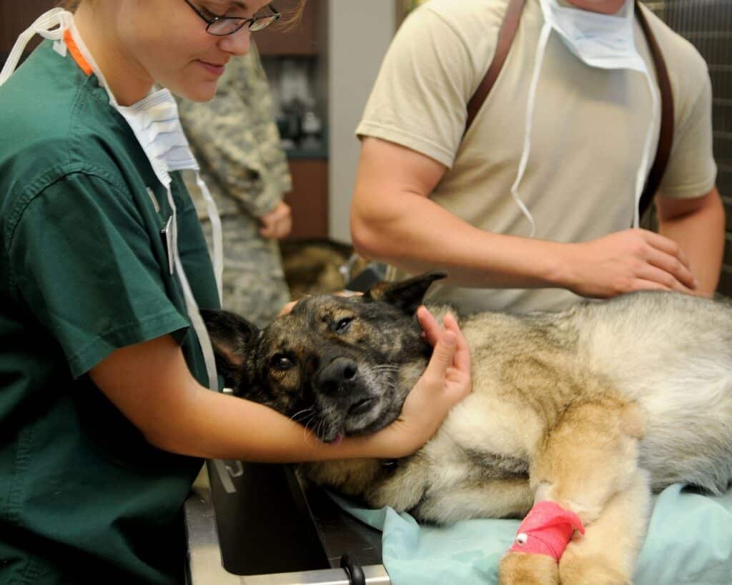 ¿Fin de la cirugía? Científicos chilenos inventan una vacuna para castrar perros