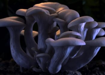 ¿Setas mágicas? Descubren altos niveles de “hormona de la felicidad” en hongos silvestres