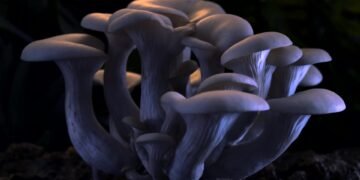 ¿Setas mágicas? Descubren altos niveles de “hormona de la felicidad” en hongos silvestres