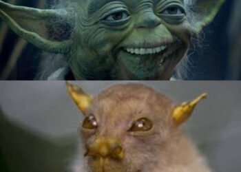 La increíble historia de “Yoda”, el murciélago que sonríe