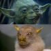 La increíble historia de “Yoda”, el murciélago que sonríe