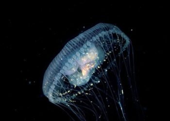 Descubrimiento revolucionario: la energía del futuro habita y brilla en las profundidades del mar