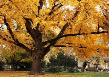 Ginkgo, el árbol que pone huevos