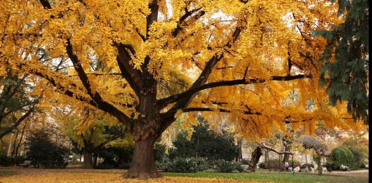 Ginkgo, el árbol que pone huevos