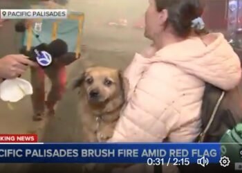 El incendio en California: los refugios para animales evacuados no dan a basto
