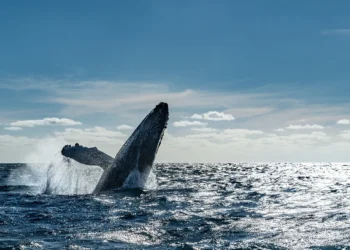 Confirmado: las ballenas pueden vivir hasta 200 años (si las dejamos)