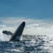 Confirmado: las ballenas pueden vivir hasta 200 años (si las dejamos)
