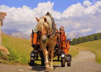 Detrás del circo: la cruda realidad de los animales en el turismo español