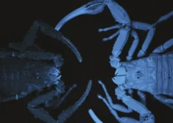 Colombia: descubrí al escorpión “pistolero” que pulveriza veneno para defenderse