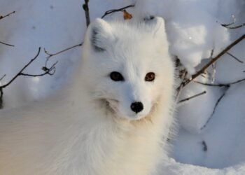 Alarma por la pérdida de diversidad genética: ¿estamos a tiempo de revertirla?