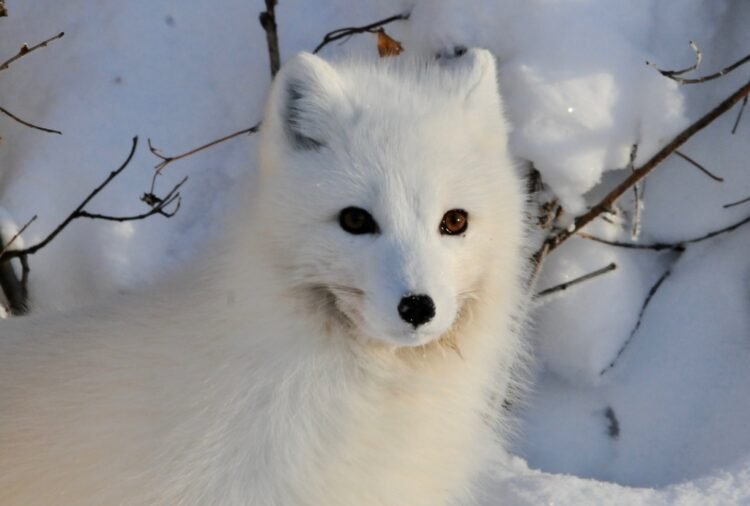 Alarma por la pérdida de diversidad genética: ¿estamos a tiempo de revertirla?
