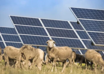 Energía solar y ganadería: cómo los paneles solares mejoran la calidad de la lana ovina