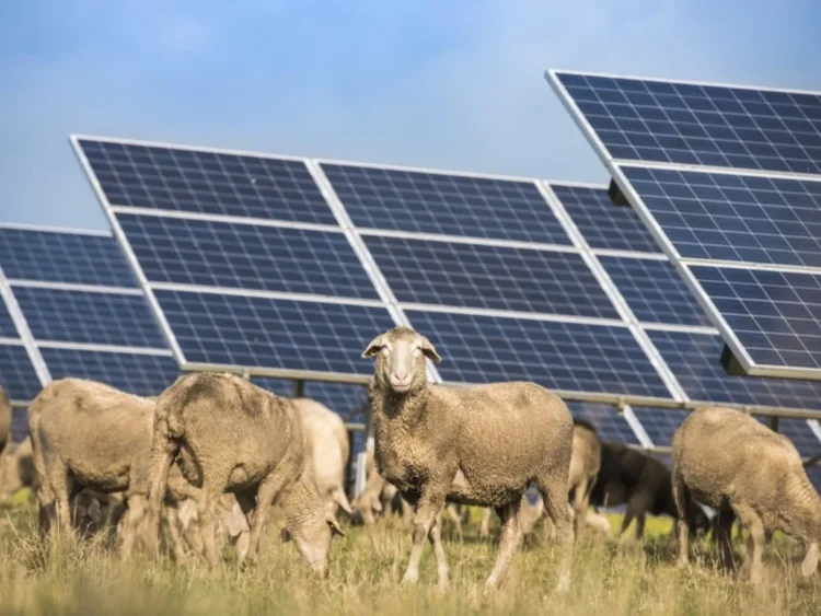 Energía solar y ganadería: cómo los paneles solares mejoran la calidad de la lana ovina