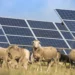 Energía solar y ganadería: cómo los paneles solares mejoran la calidad de la lana ovina