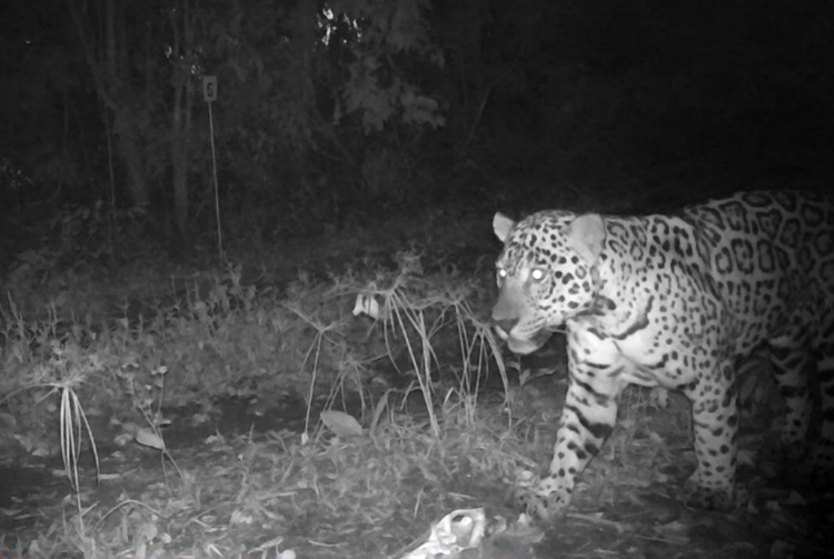 Apareció una yaguareté muy cerca de una comunidad de Iguazú