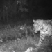Apareció una yaguareté muy cerca de una comunidad de Iguazú