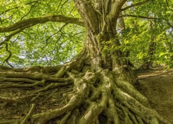 ¿El secreto de la resistencia al cambio climático está en las hojas finas y las raíces profundas?