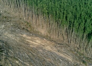 La deforestación en Colombia aumenta un 35% en 2024, con la Amazonía como principal foco