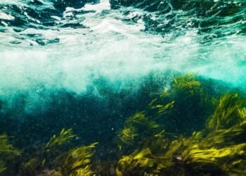 Chonkus: el alga que absorbe CO2 y ayuda a combatir la crisis climática