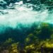 Chonkus: el alga que absorbe CO2 y ayuda a combatir la crisis climática