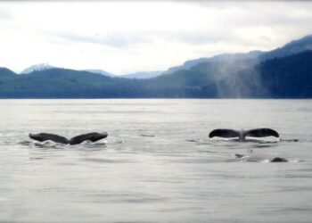 El canto de las ballenas es tan eficaz como el habla humana