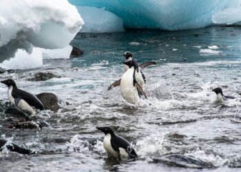 El hielo marino mundial alcanza un nuevo mínimo histórico en febrero