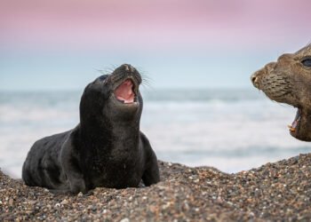 ¡Emoción! Chubut aprueba ley histórica de protección a los elefantes marinos