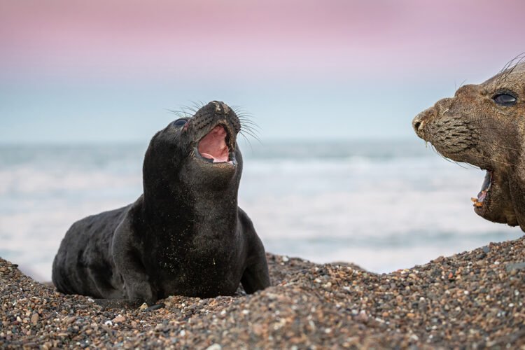 ¡Emoción! Chubut aprueba ley histórica de protección a los elefantes marinos