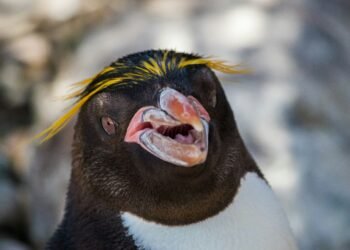Día Mundial del Pingüino: la lucha por salvar al pingüino de penacho amarillo, una especie vulnerable en Sudamérica