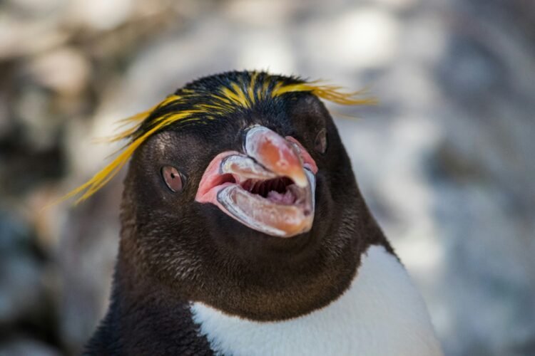 Día Mundial del Pingüino: la lucha por salvar al pingüino de penacho amarillo, una especie vulnerable en Sudamérica