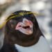 Día Mundial del Pingüino: la lucha por salvar al pingüino de penacho amarillo, una especie vulnerable en Sudamérica
