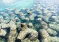 ArtReef: arrecifes sostenibles hechos de mármol reciclado