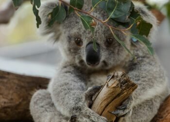 ¿Protección o mentira? Así desaparecieron 2 millones de hectáreas clave para los koalas