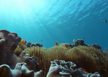 Crisis global de los corales: 84% están afectados por blanqueamiento