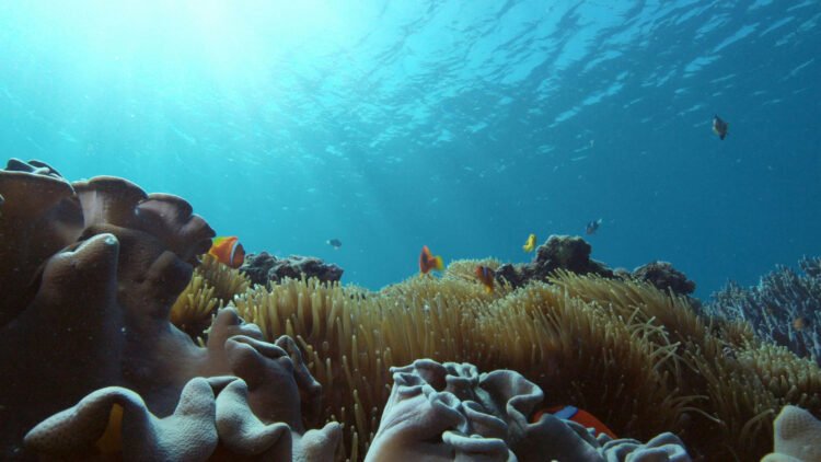 Crisis global de los corales: 84% están afectados por blanqueamiento