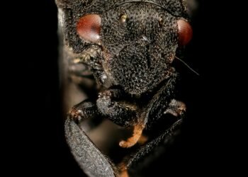 Increíble hallazgo en Brasil: La hormiga más antigua del Cretácico, petrificada en piedra