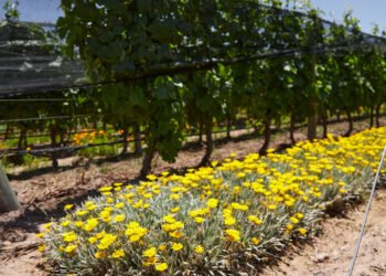 ¿Vino que protege la biodiversidad? Descubrí la experiencia de Bodega Argento y ProYungas que inspira al mundo