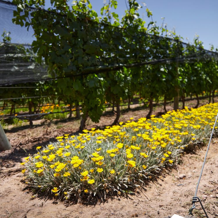 ¿Vino que protege la biodiversidad? Descubrí la experiencia de Bodega Argento y ProYungas que inspira al mundo