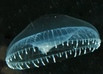 ¿La respuesta al futuro está en el pasado? Los organismos más viejos del planeta tienen algo que decir…