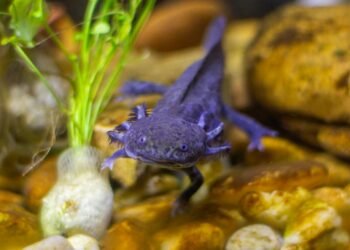 Ajolotes nacidos en cautiverio se adaptan a la vida salvaje, confirma estudio