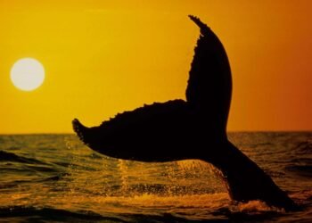 Un estudio revela cómo las adaptaciones marinas explican la longevidad de ballenas y aves oceánicas – EFEverde
