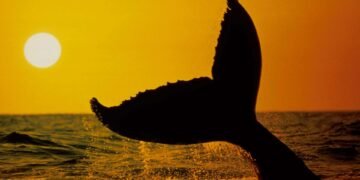 Un estudio revela cómo las adaptaciones marinas explican la longevidad de ballenas y aves oceánicas – EFEverde