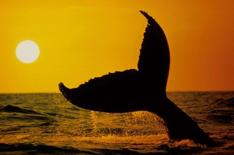 Un estudio revela cómo las adaptaciones marinas explican la longevidad de ballenas y aves oceánicas – EFEverde